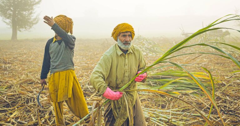 Bachelor of Agriculture (B.Sc. Ag) Full Form & 2026 Guide