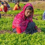 B.Sc Agriculture: Eligibility, Fees, Colleges, Career Guide 2025-2026