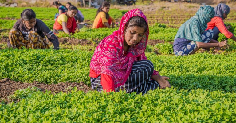 B.Sc Agriculture vs B.Tech Agri vs B.Sc Horti (2026)