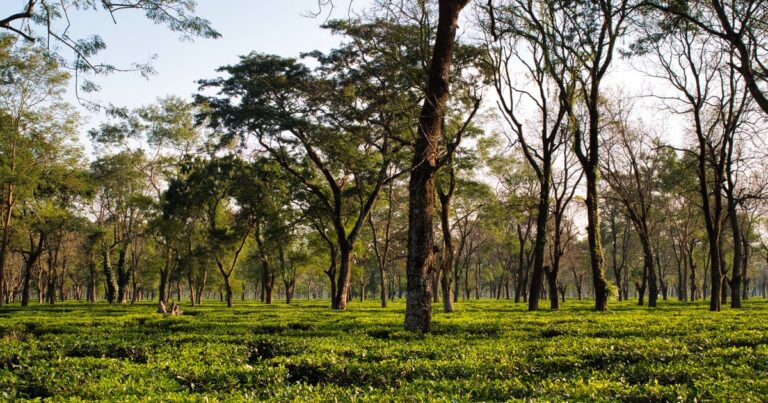 B.Sc in Forestry Syllabus 2026: Course Details & Careers