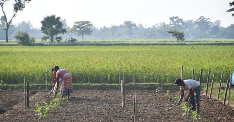 B.Sc Forestry vs Agriculture vs Horticulture (2026)