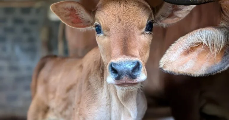 Diploma in Animal Husbandry Entrance Exams 2026 – India