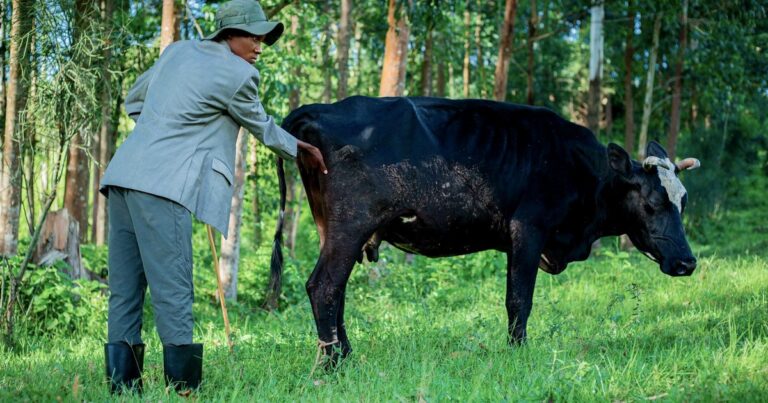Diploma in Animal Husbandry (DAH) Full Form & 2026 Guide