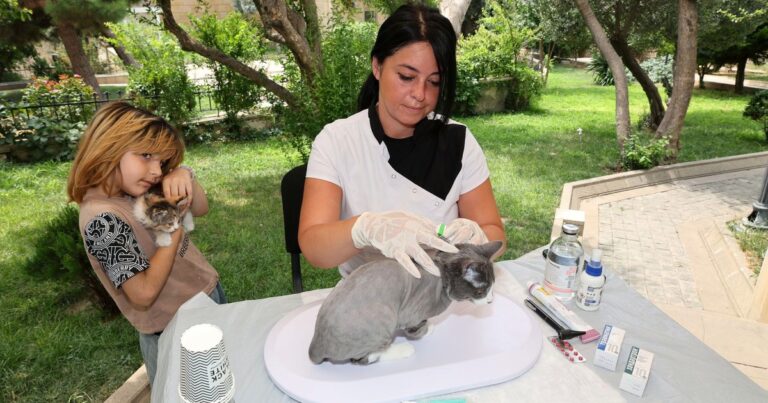 Diploma in Veterinary Pharmacy vs D.Pharm & B.Pharm (2026)