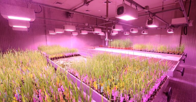 M.Sc Agriculture Scholarships 2026: Your Complete Guide